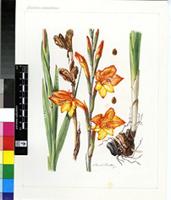 Gladiolus aurantiacus Klatt