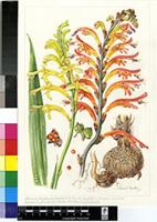 Crocosmia sp.