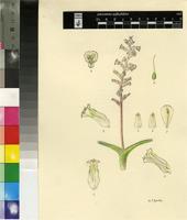Lachenalia sp.