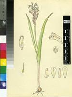 Lachenalia unifolia Jacq.
