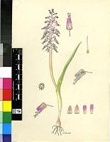 Lachenalia violacea Jacq. var. glauca W.F.Barker