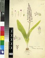 Lachenalia gillettii W.F.Barker
