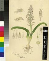 Lachenalia unicolor Jacq.