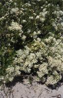 Agathosma betulina (P.J.Bergius) Pillans