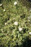 Diastella parilis Salisb. ex Knight