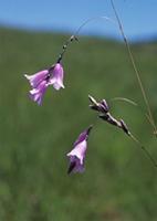 Dierama adelphicum Hilliard