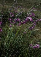Dierama sp.