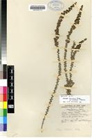 Isotype of Selago welwitschii Rolfe var. welwitschii [family SCROPHULARIACEAE]