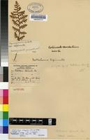 Lectotype of Cheilanthes inaequalis (Kunze) Mett. [family PTERIDACEAE]