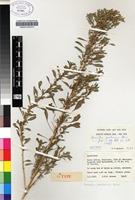 Isotype of Amaranthus praetermissus Brenan [family AMARANTHACEAE]