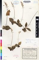 Filed as Holothrix orthoceras (Harv.) Rchb.f. [family ORCHIDACEAE]