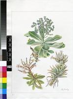 Tylecodon racemosus (Harv.) Toelken