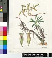 Tylecodon striatus (Hutchison) Toelken