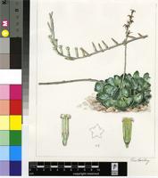 Adromischus cristatus (Haw.) Lem.