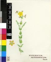 Hypericum aethiopicum Thunb.