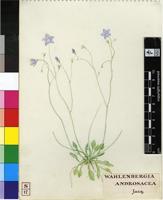 Wahlenbergia undulata (L.f.) A.DC.