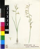 Ornithogalum viride (L.) J.C.Manning & Goldblatt