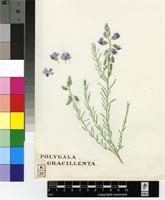 Polygala rehmannii Chodat