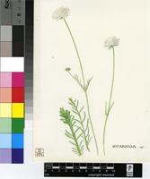 Scabiosa sp.