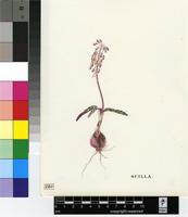Scilla sp.