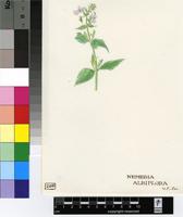 Nemesia albiflora N.E.Br.