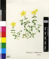 Sebaea thomasii (S.Moore) Schinz