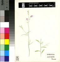 Commelina africana L.