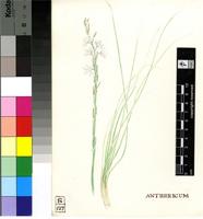 Anthericum sp.