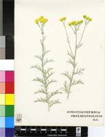 Schistostephium crataegifolium (DC.) Fenzl ex Harv.