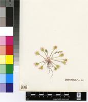 Drosera sp.