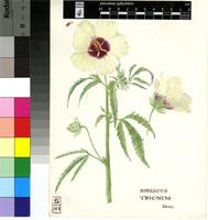 Hibiscus trionum L.