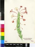 Zaluzianskya maritima (L.f.) Walp.