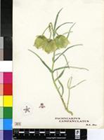 Pachycarpus campanulatus (Harv.) N.E.Br.