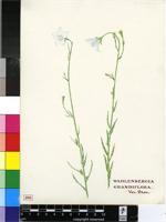 Wahlenbergia grandiflora Brehmer