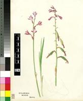 Eulophia hians Spreng.