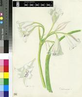 Crinum sp.