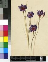 Geissorhiza radians (Thunb.) Goldblatt