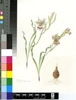 Gladiolus viridiflorus G.J.Lewis