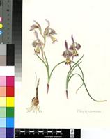 Gladiolus ceresianus L.Bolus