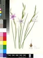 Gladiolus quadrangulus (D.Delaroche) Barnard