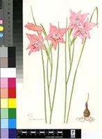 Gladiolus virgatus Goldblatt & J.C.Manning