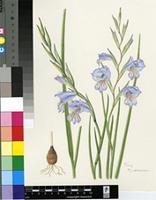 Gladiolus caeruleus Goldblatt & J.C.Manning