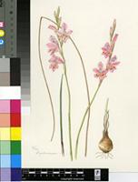 Gladiolus pillansii G.J.Lewis