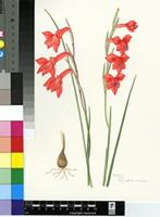 Gladiolus teretifolius Goldblatt & M.P.de Vos