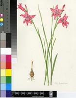 Gladiolus crispulatus L.Bolus