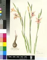 Gladiolus bilineatus G.J.Lewis