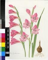 Gladiolus caryophyllaceus (Burm.f.) Poir.