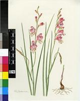 Gladiolus mostertiae L.Bolus