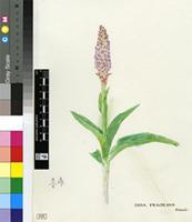 Disa fragrans Schltr.