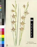 Gladiolus sp.